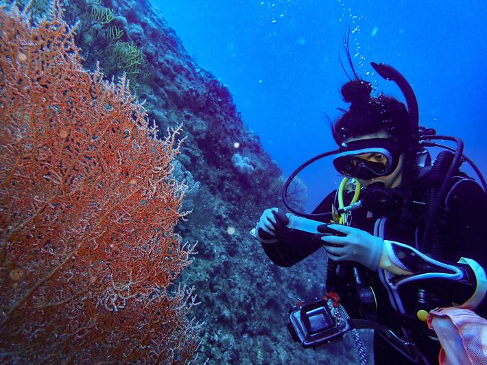 A scuba diver, Chloé Fourreau, inspects worms she has just collected from a large pink coral