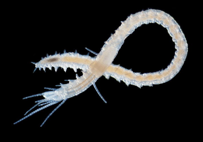 A small white marine worm that is mostly translucent against a black background