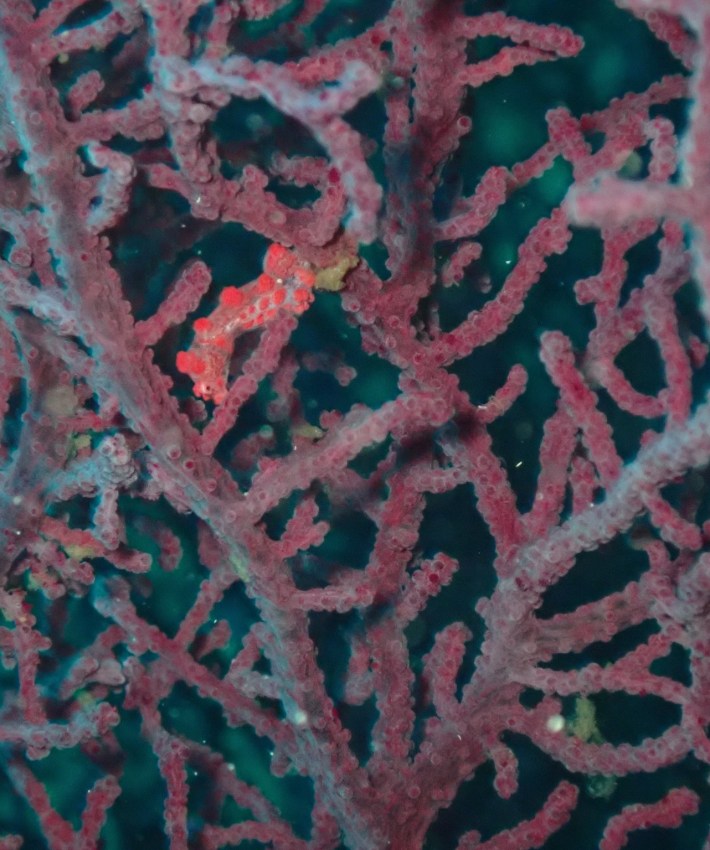 a photo of a pygmy seahorse disguised among a very similar looking coral