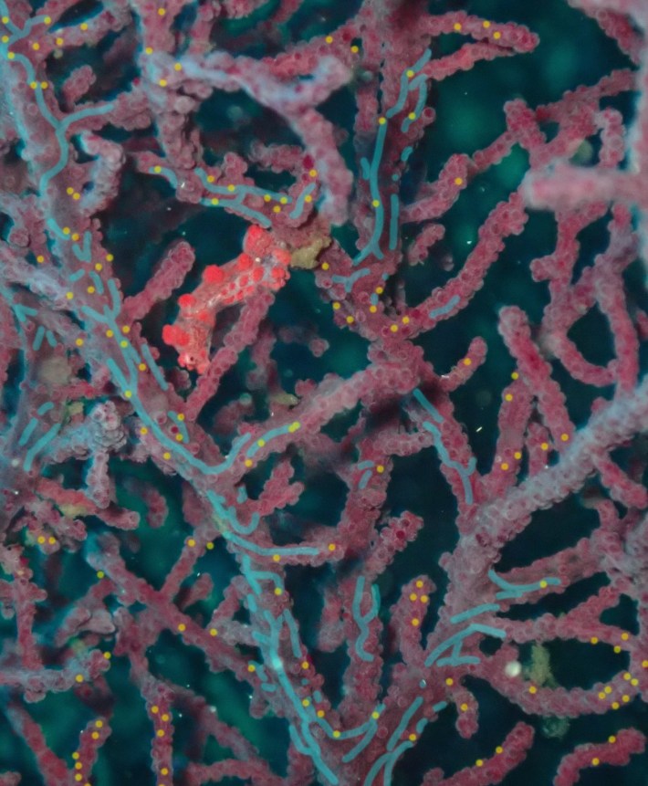 a photo of a pygmy seahorse disguised among a very similar looking coral, with blue annotations showing where worm burrows are