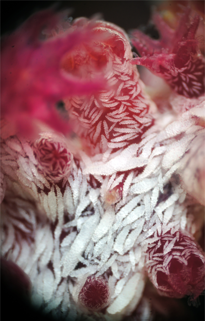 A worm pokes its head out of a burrow on a reddish-white-flecked coral