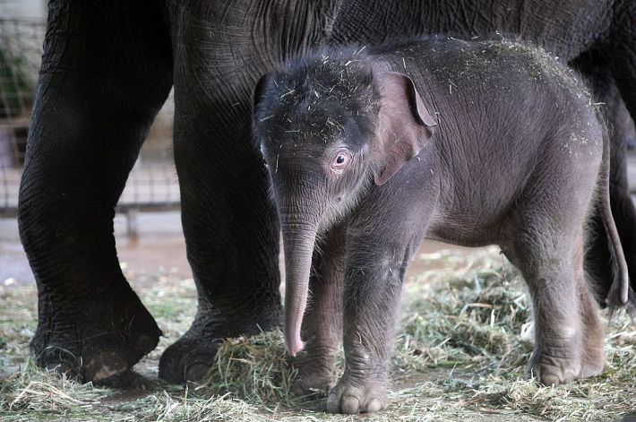 The baby Asian elephant Anchali stands in the elephant house next to her mother Pang Pha on August 15, 2012 in the Berlin Zoo in Berlin, German