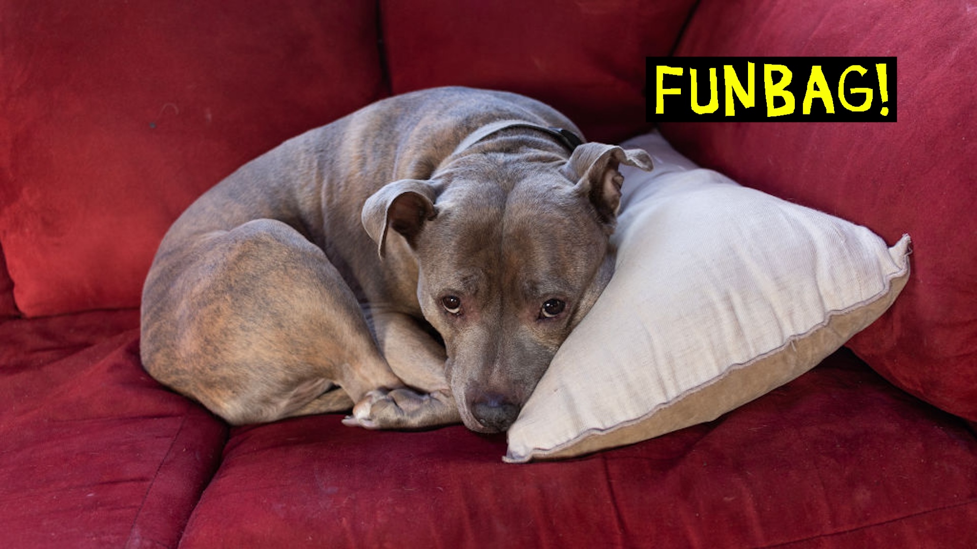 CLARYVILLE, NY - FEBRUARY 3: A rescued pitbull sits on her owners couch, February 3, 2024 in Claryville, New York.