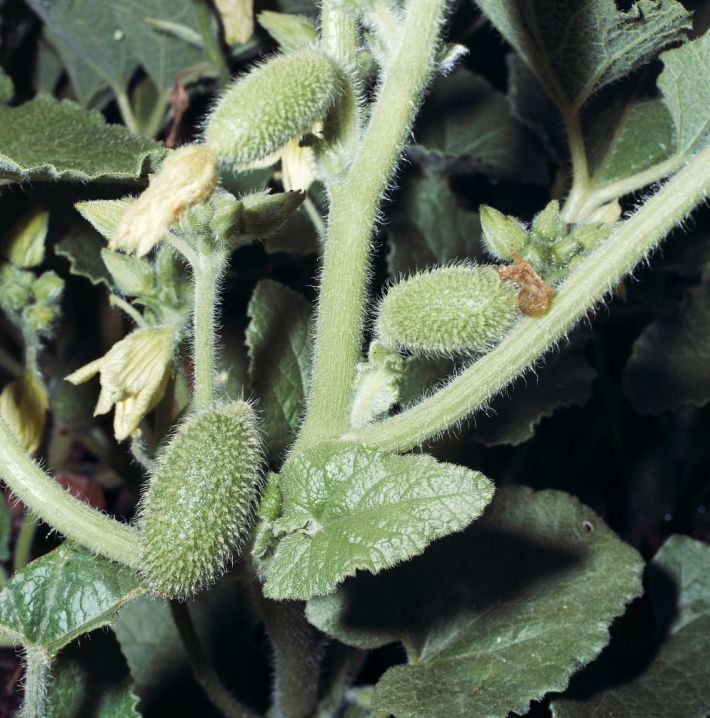 a photo of three squirting cucumbers sprouting from a vine. the squirting cucumbers are small pale and vaguely hairy