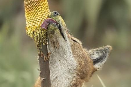 An Ethiopian wolf (Canis simensis) licks nectar from the Ethiopian red hot poker flower (Kniphofia foliosa). the wolf is really into it