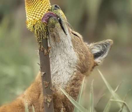 An Ethiopian wolf (Canis simensis) licks nectar from the Ethiopian red hot poker flower (Kniphofia foliosa). the wolf is really into it
