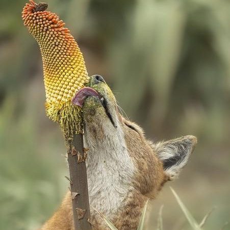 An Ethiopian wolf (Canis simensis) licks nectar from the Ethiopian red hot poker flower (Kniphofia foliosa). the wolf is really into it