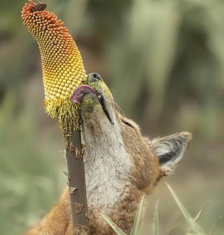 An Ethiopian wolf (Canis simensis) licks nectar from the Ethiopian red hot poker flower (Kniphofia foliosa). the wolf is really into it