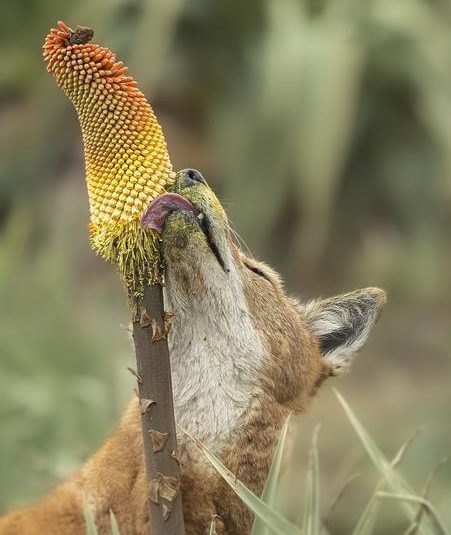 An Ethiopian wolf (Canis simensis) licks nectar from the Ethiopian red hot poker flower (Kniphofia foliosa). the wolf is really into it