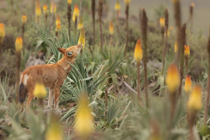 An Ethiopian wolf (Canis simensis) feeding amongst the blooming Ethiopian red hot poker flowers (Kniphofia foliosa) which are. bright yellow spades sprouting from tems out of spiky pale green plants.