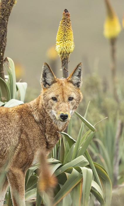 An Ethiopian wolf (Canis simensis) with its muzzle covered in pollen after feeding on the nectar of the red hot poker (Kniphofia foliosa).