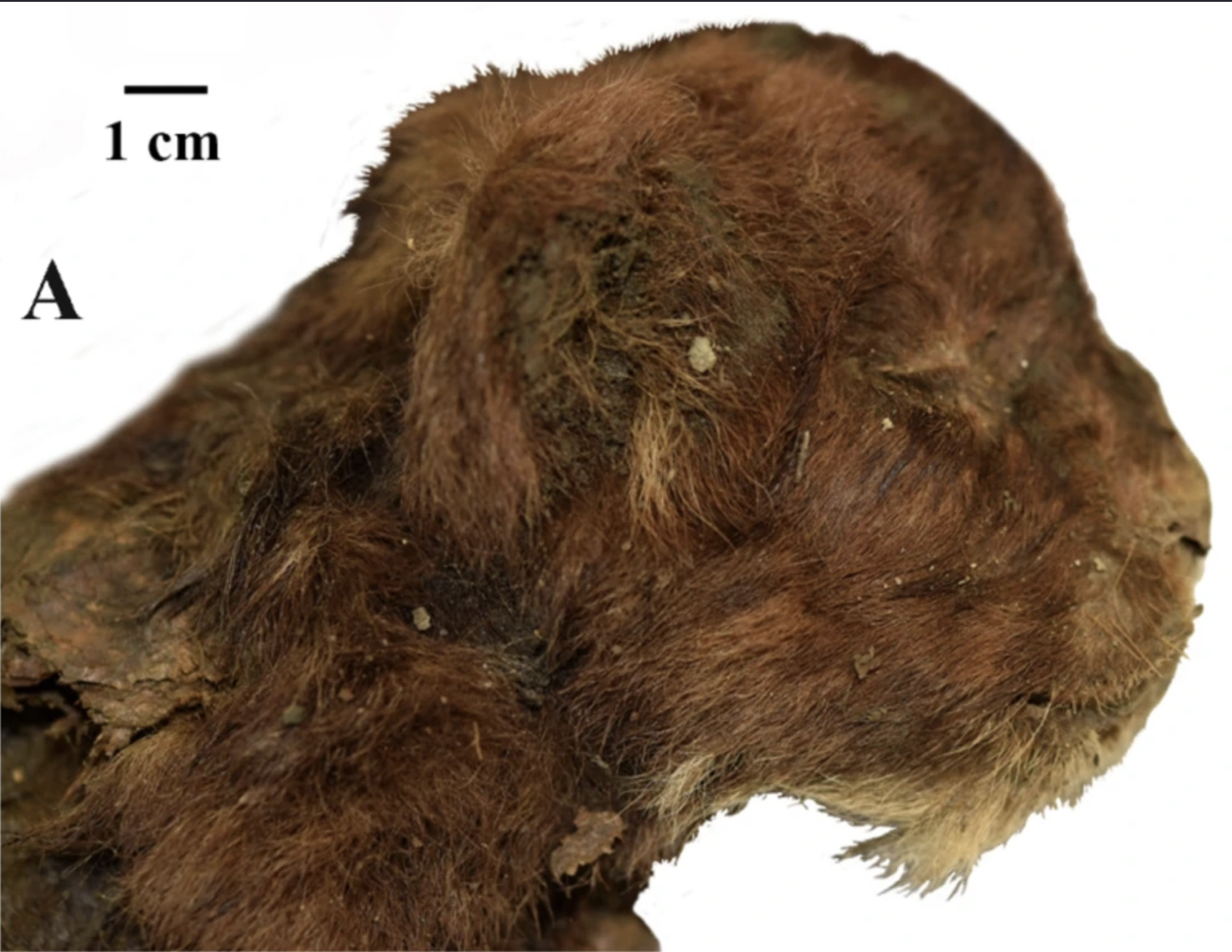 a profile shot of a mummified saber-tooth kitten, which looks like a big brown cat