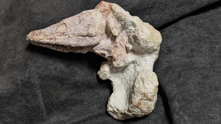 a fossilized amphibian in its burrow placed on a black towel