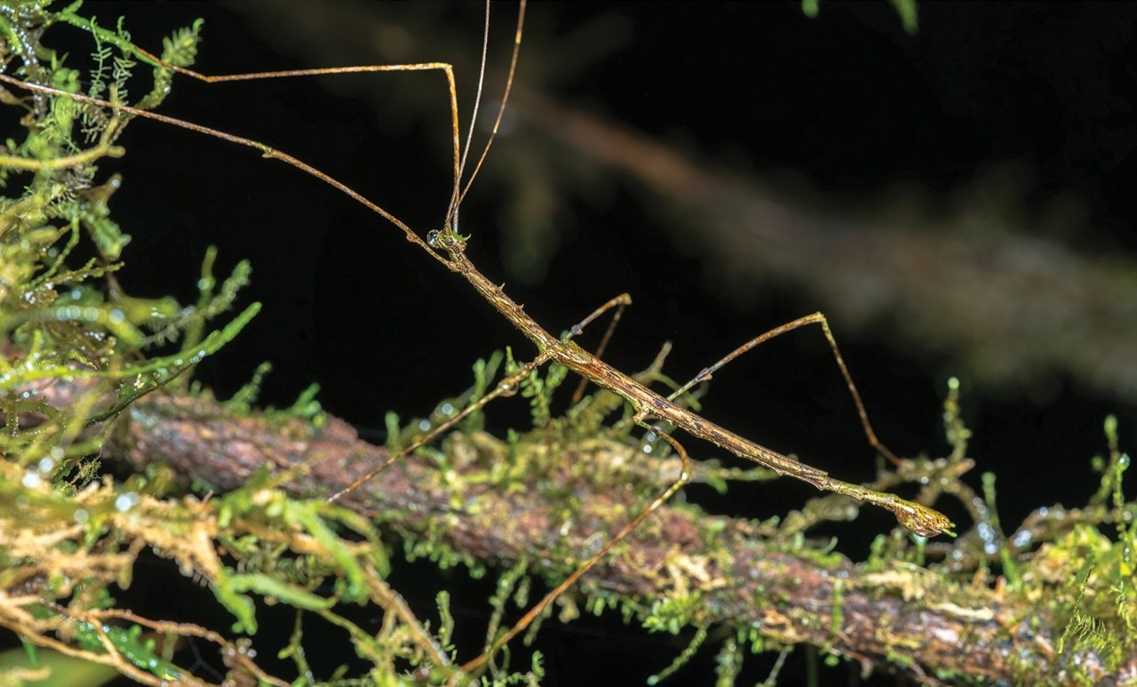 a male mossy stick insect of the species Trychopeplus mashpiensis,  looking like a mossy stick on top of a stick