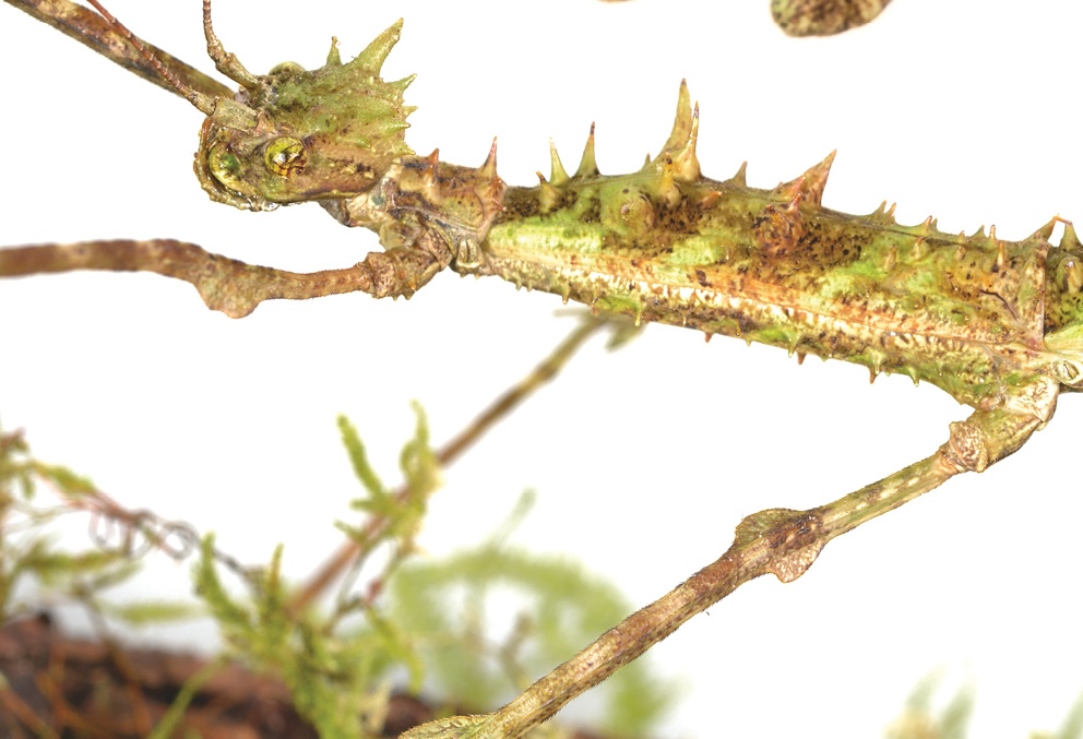 A close-up of a female stick insect of the species Trychopeplus mashpiensis, which looks like a green-and-brown moss-colored stick