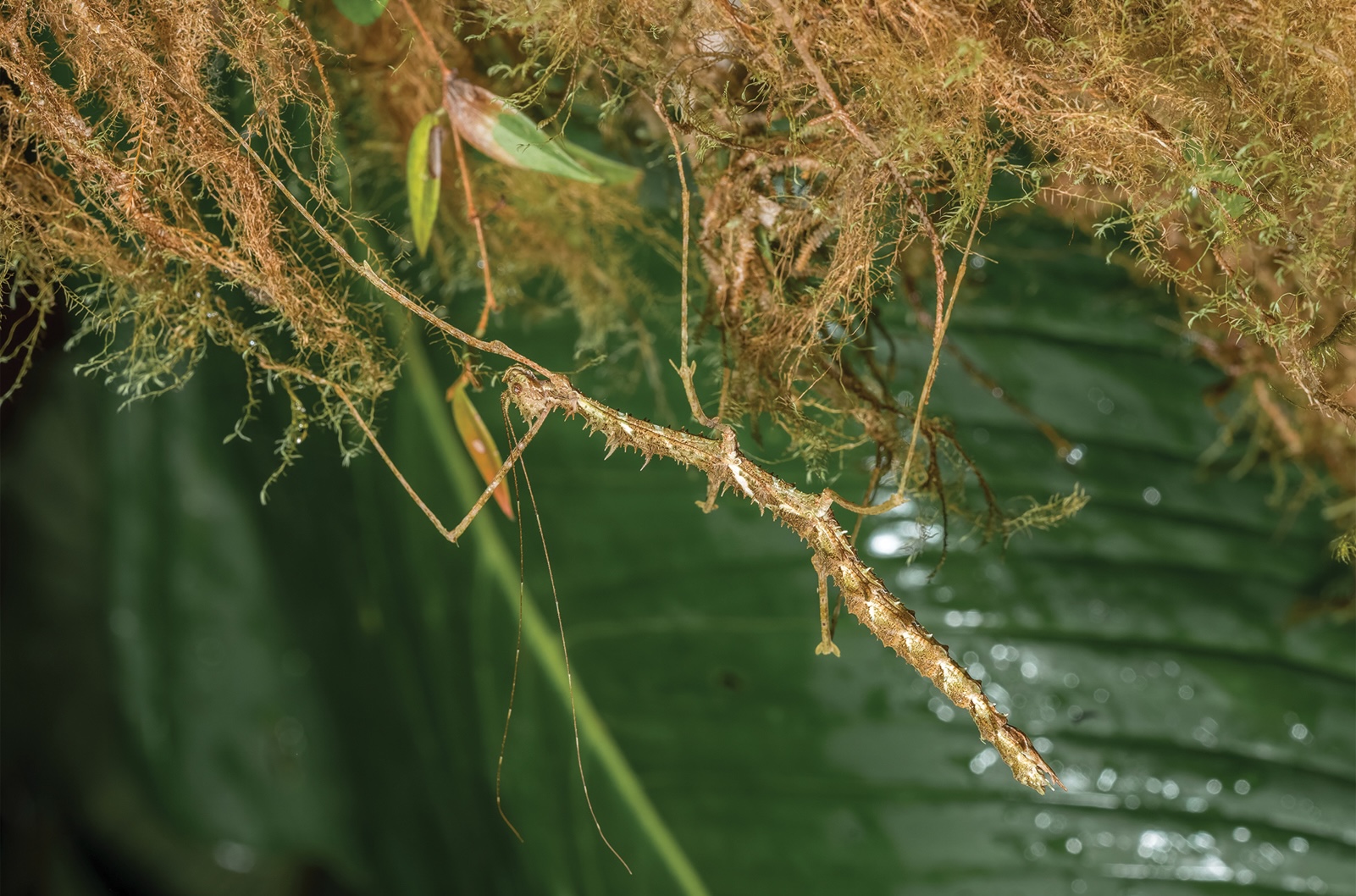 a mossy stick insect of the species Trychopeplus mashpiensis dangling from some moss