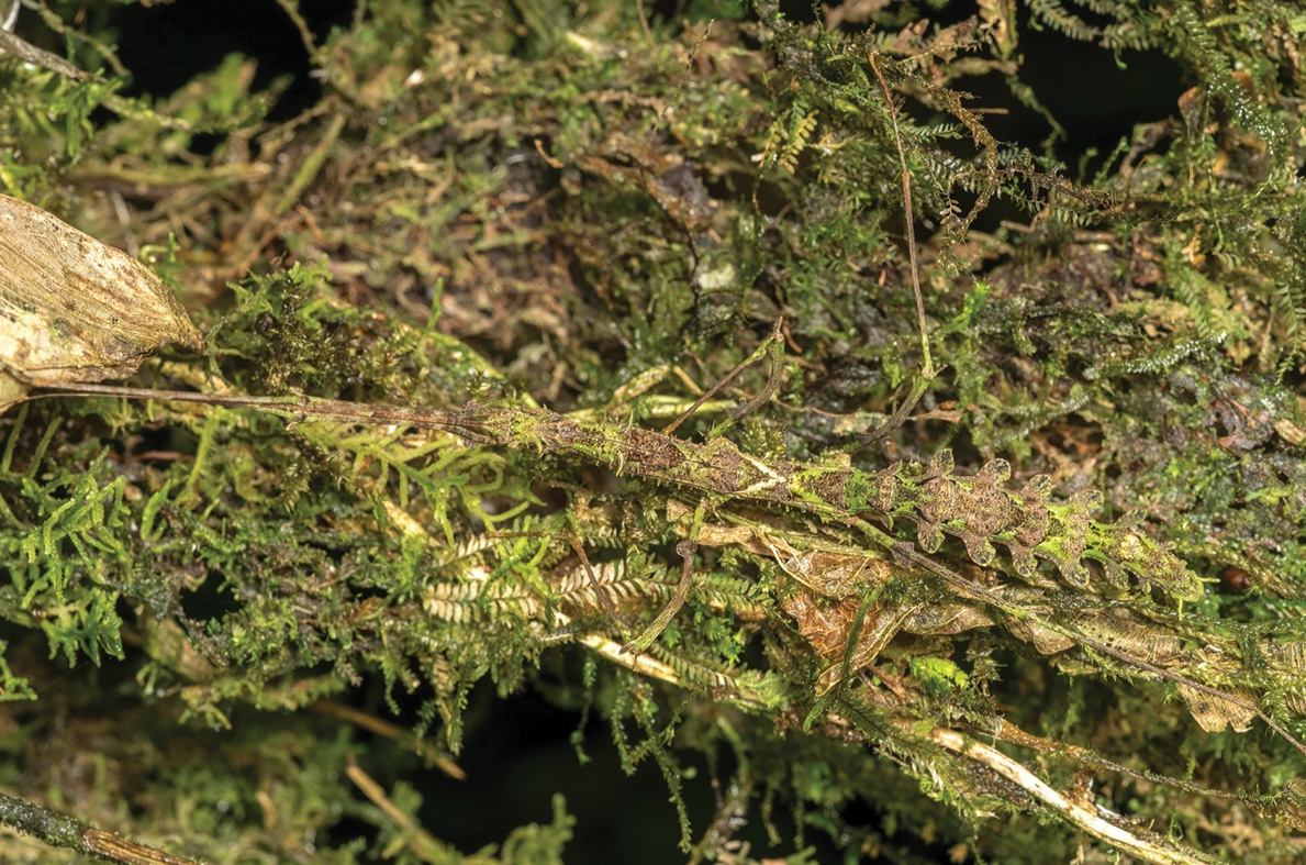 a mossy stick insect of the species Trychopeplus mashpiensis, camouflaged in some moss