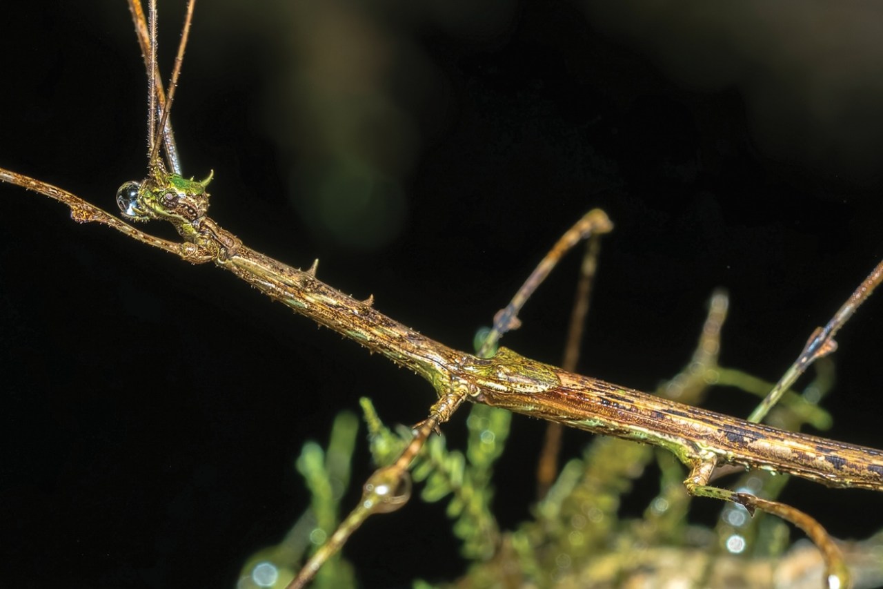 a close-up of a a male mossy stick insect of the species Trychopeplus mashpiensis, holding a water droplet by his face