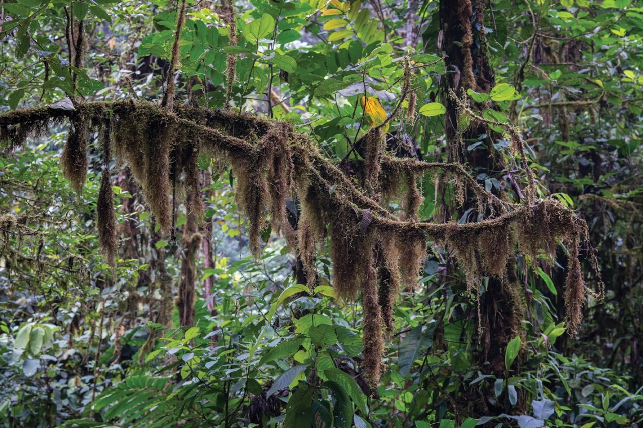 a branch of a tree covered with epiphytic mosses in a rainforest