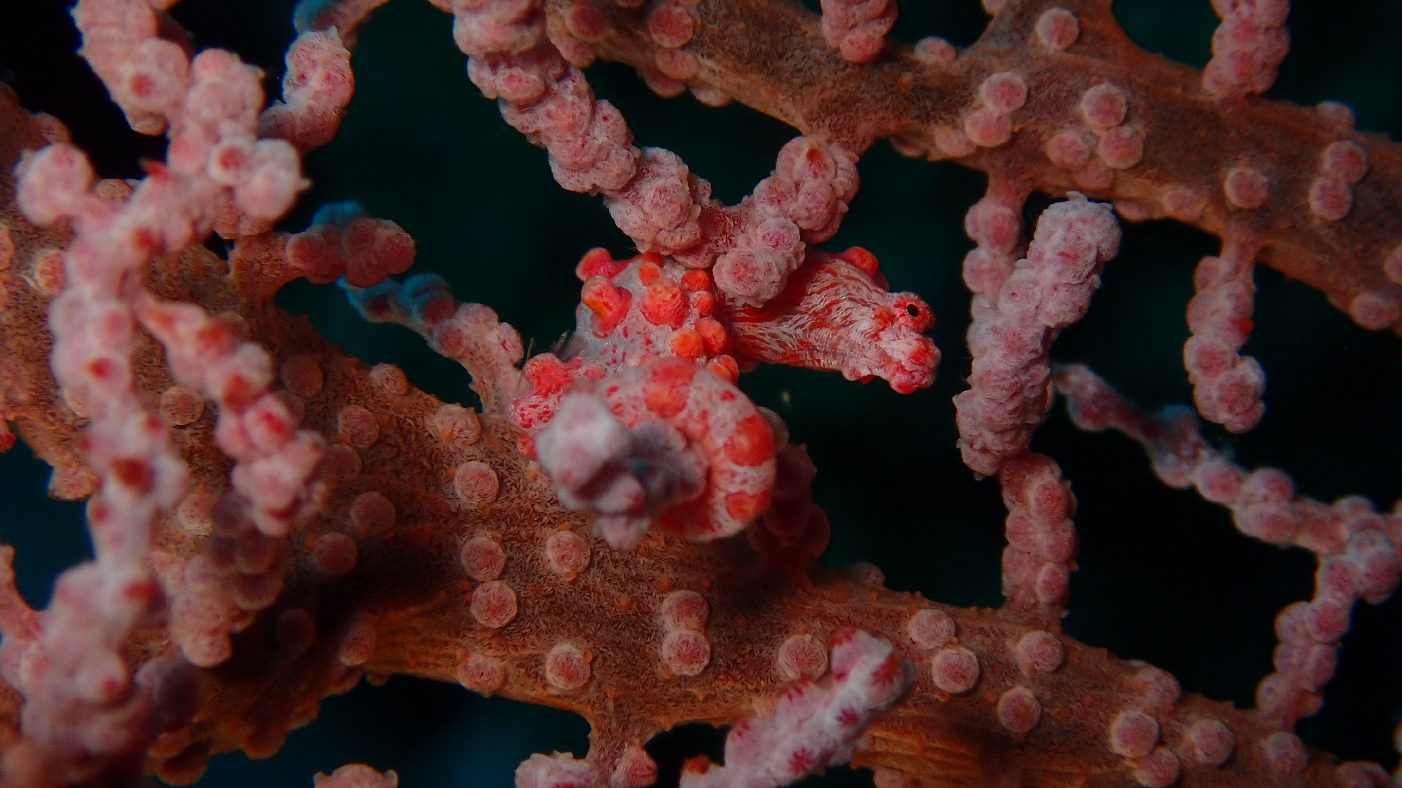 a pygmy seahorse that is red and pink with little bumps on its body hides in a coral that looks exactly like it