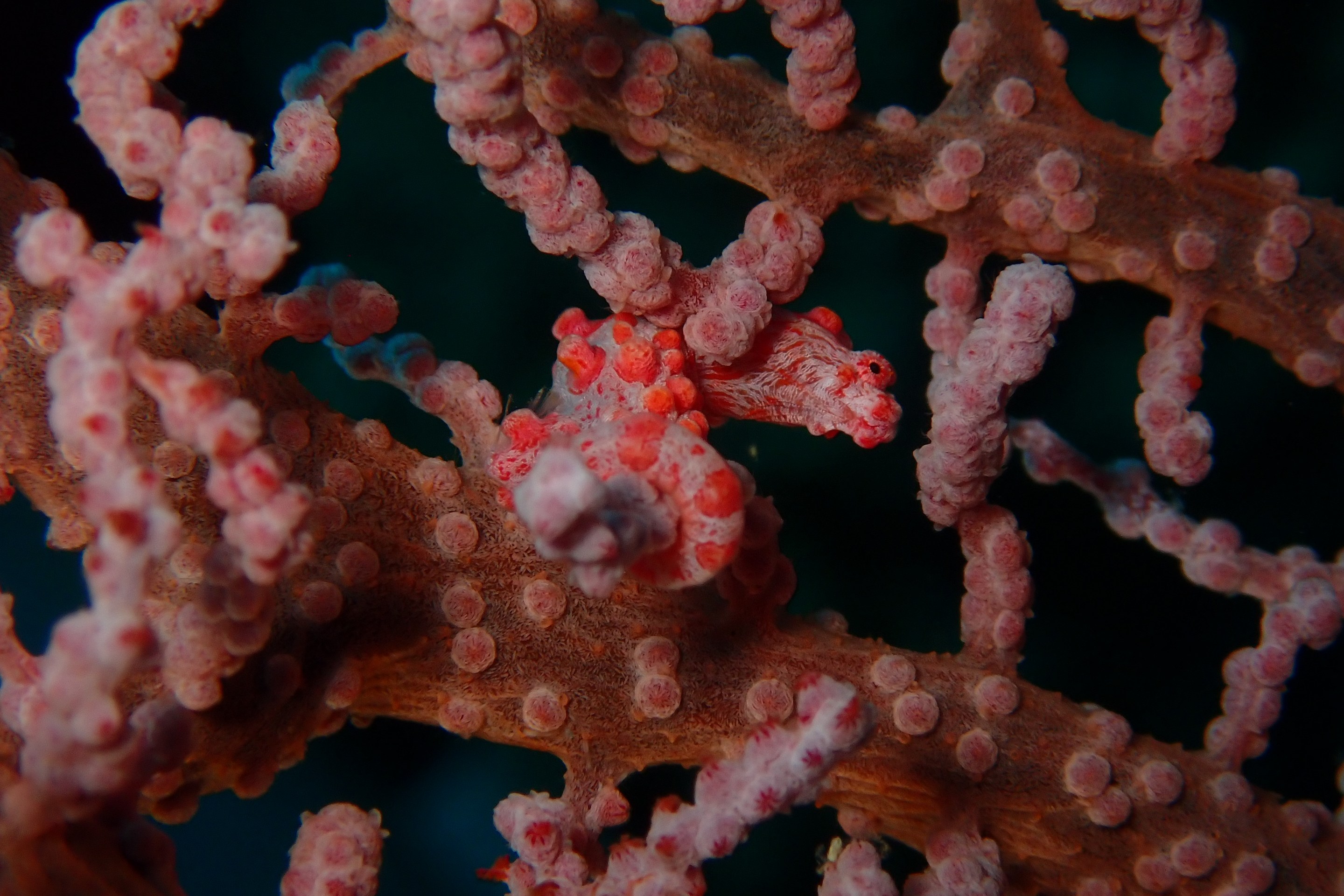 a pygmy seahorse that is red and pink with little bumps on its body hides in a coral that looks exactly like it