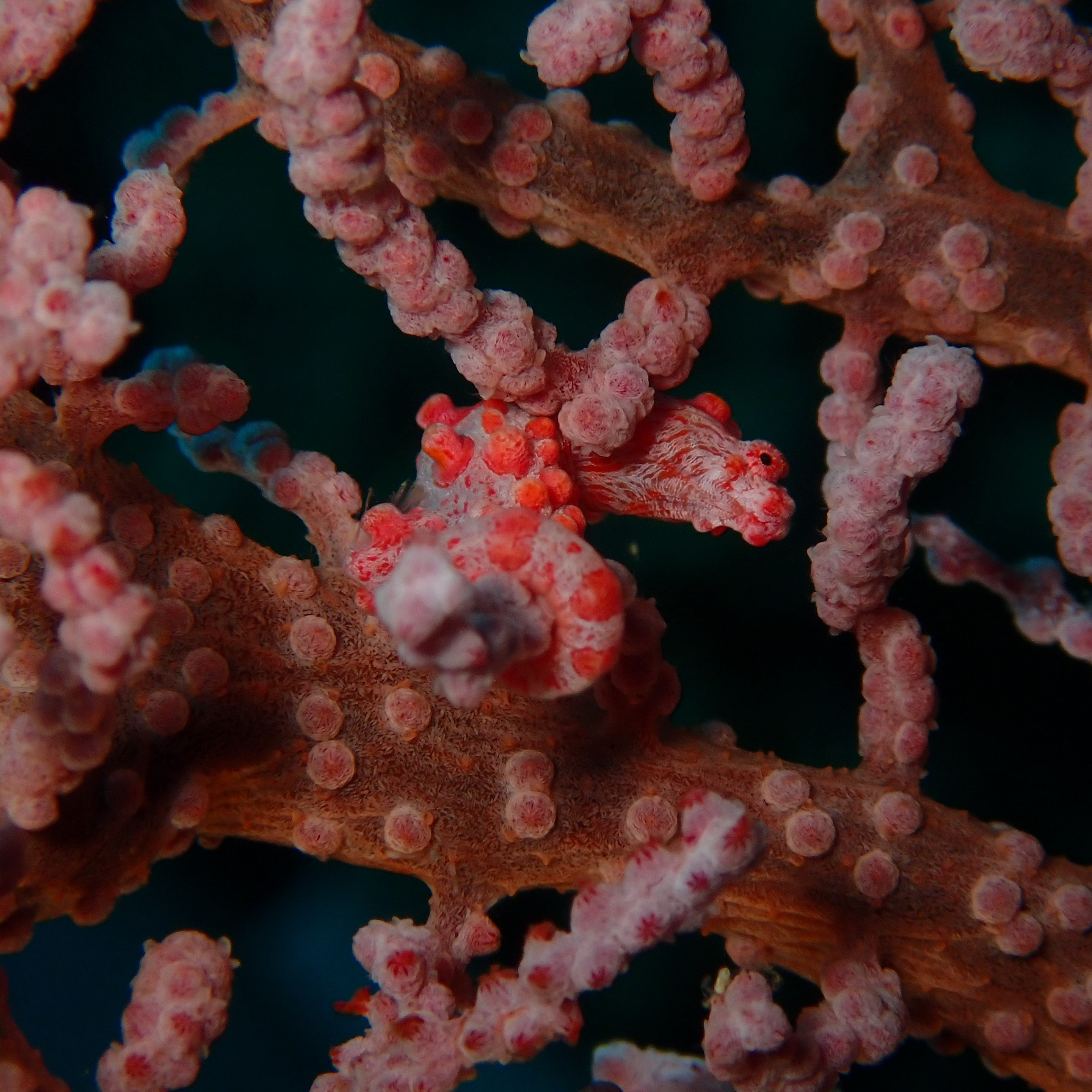 a pygmy seahorse that is red and pink with little bumps on its body hides in a coral that looks exactly like it
