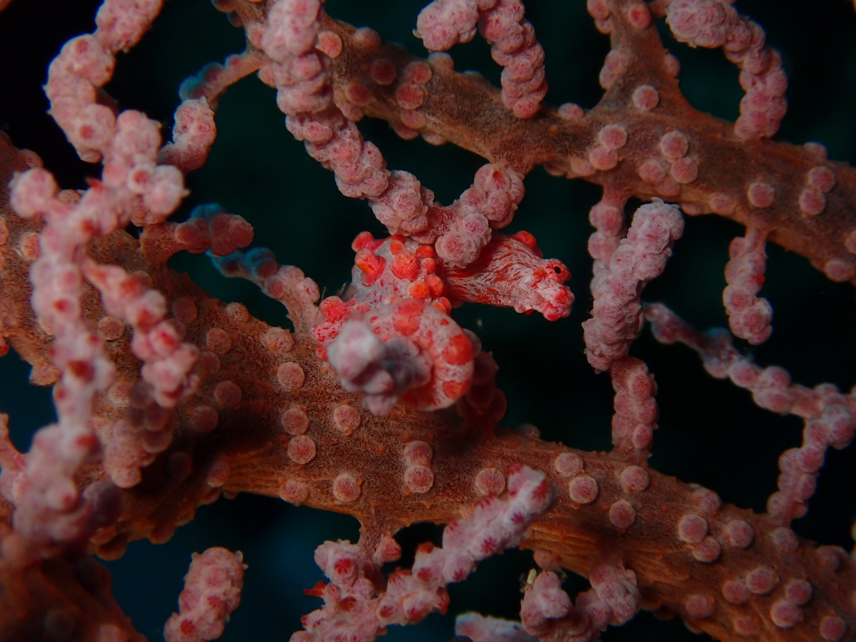 a pygmy seahorse that is red and pink with little bumps on its body hides in a coral that looks exactly like it