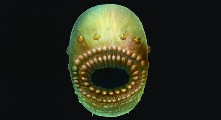 Artist's reconstruction of Saccorhytus coronarius, based on the original fossil finds. The actual creature was probably no more than a millimeter in size. looks like a screaming green oval with a horror mouth and no eyes