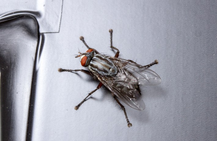 a flesh fly in the family Sarcophagidae. it is a small darkish fly with three dark stripes on its abdomen and red-orange eyes.