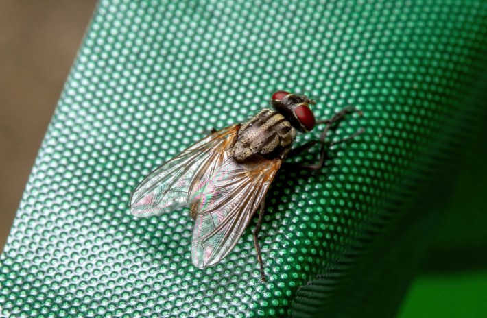 A photo of a house fly, Musca domestica, perched o a green plastic surface. it is a small brown fly with shiny wings and big dark red eyes