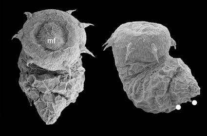 Newly hatched larva of the priapulid Halicryptus spinulosus. Dots denote posterior tubuli. Mouth field (without mouth opening itself) is labeled with "mf". kind of looks like a mix between a worm and a sac with a "mouth area" that is not a mouth.