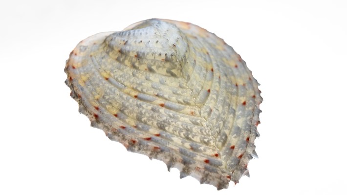 a photo of a clam known as a heart cockle with yellow and grey blotches and small red spots.