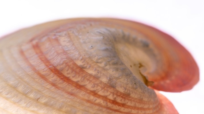 a close-up of the shell of a clam called a heart cockle, which has windows in its shell to let the light through