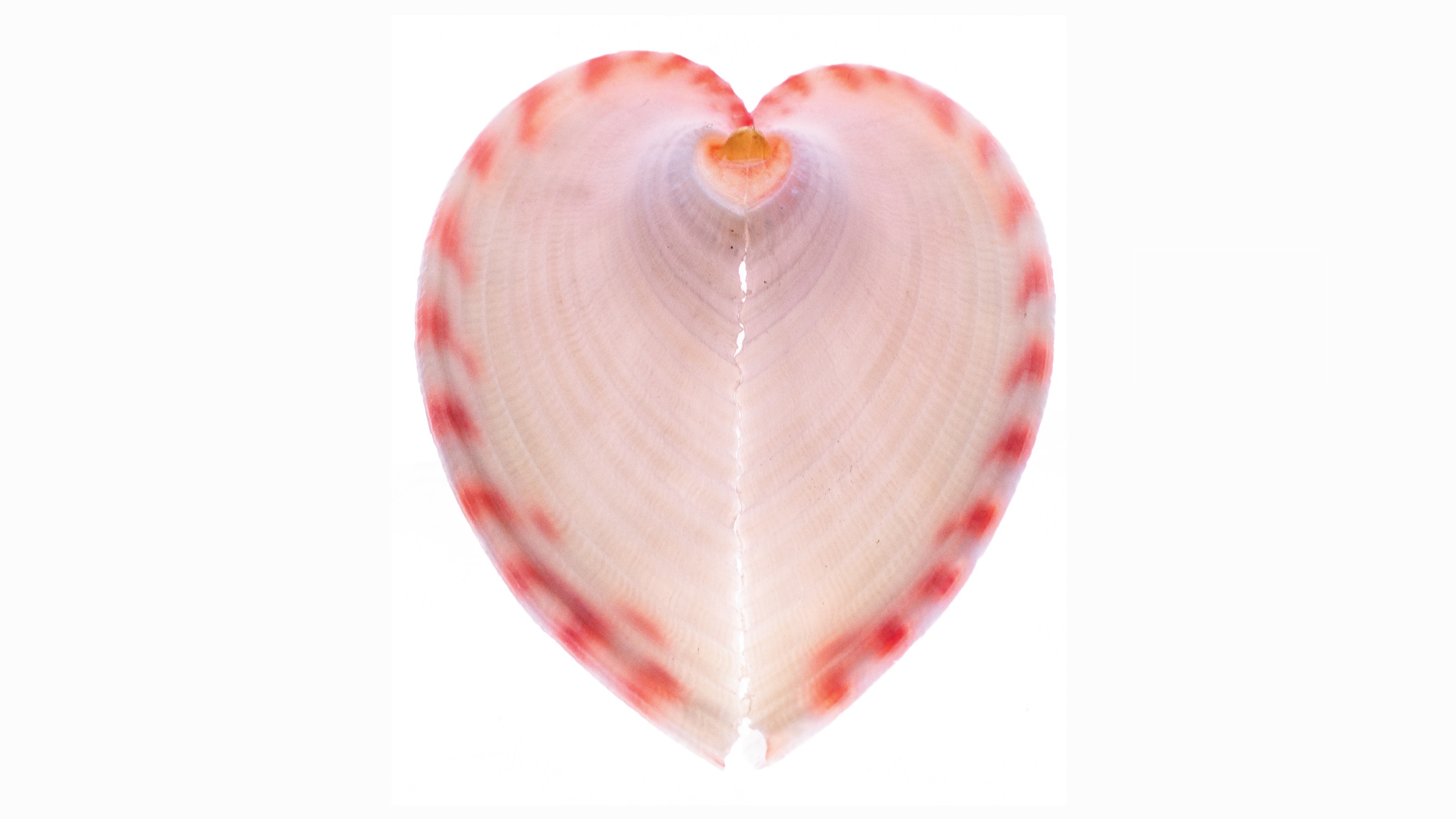 A clam known as a heart cockle, which is shaped like a heart with a red-and-white striped border, against a white background