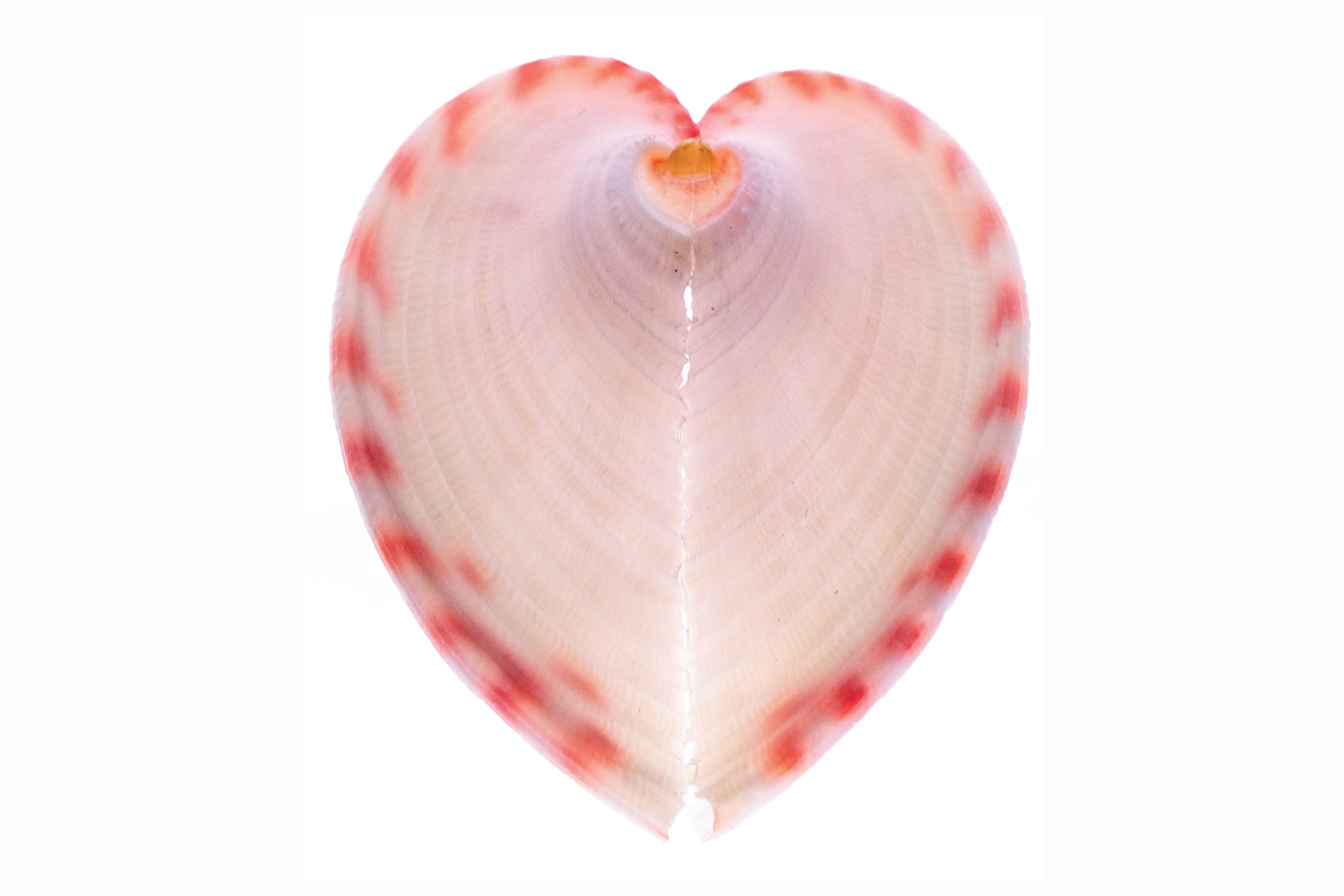 A clam known as a heart cockle, which is shaped like a heart with a red-and-white striped border, against a white background