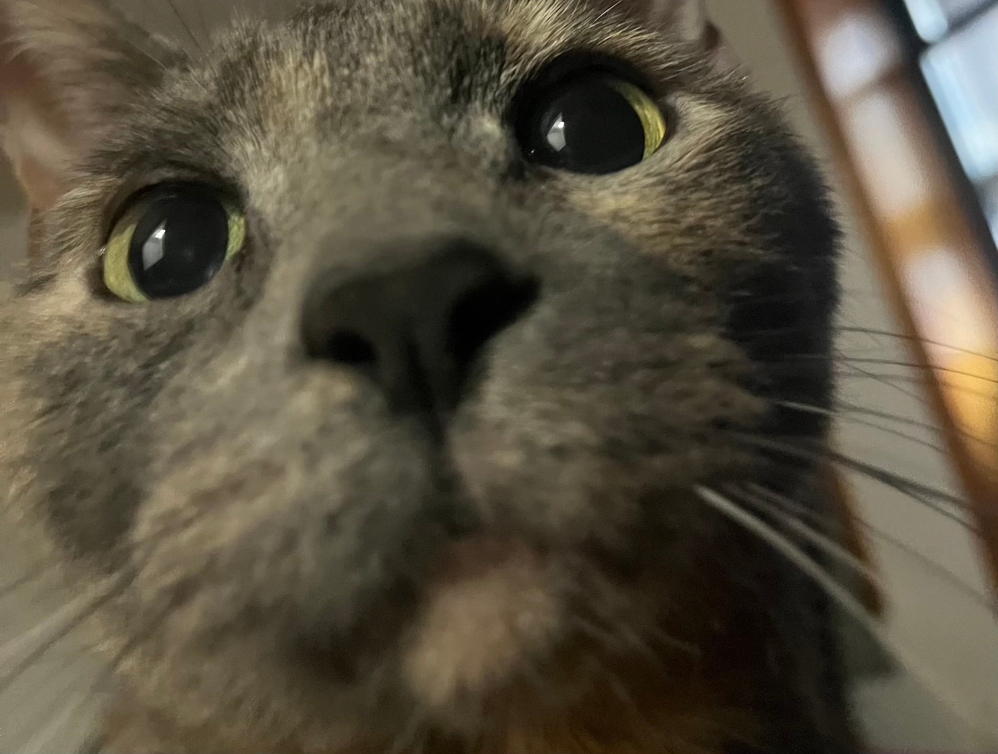 A cat