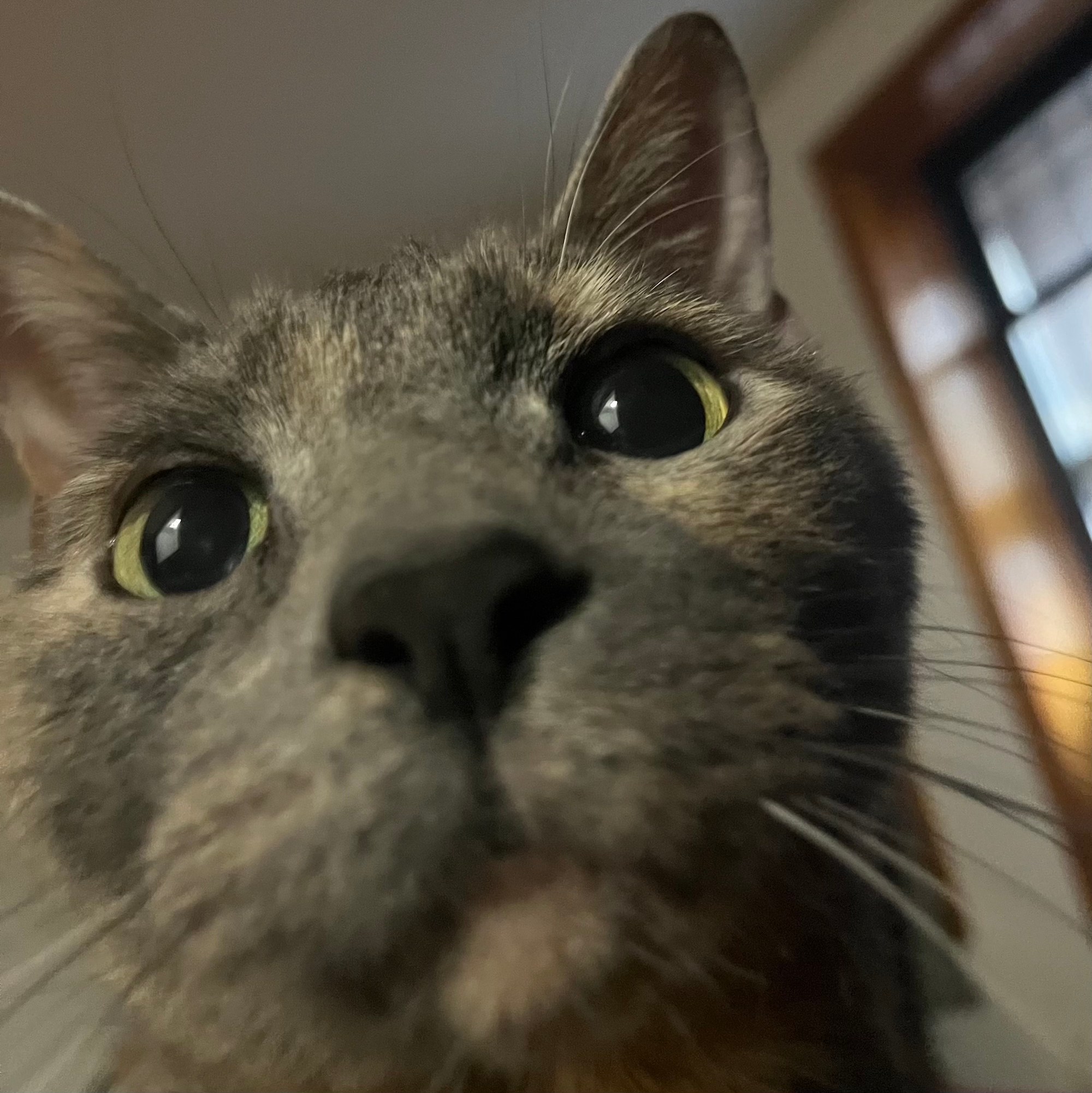 A cat