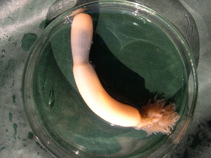 Priapulid worm Priapulus caudatus in a Petri dish. The specimen was found in the intertidal of the Russian coast of the Barents Sea. Looks like what you would expect an organism called a penis worm would look like.