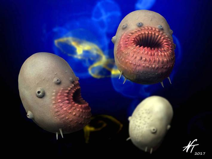 An outdated life restoration of Saccorhytus, by Nobu Tamura, based on the now-disproven interpretation as a deuterostome with open body cones. They look like three demonic potatoes with no eyes and inflamed butthole mouths.