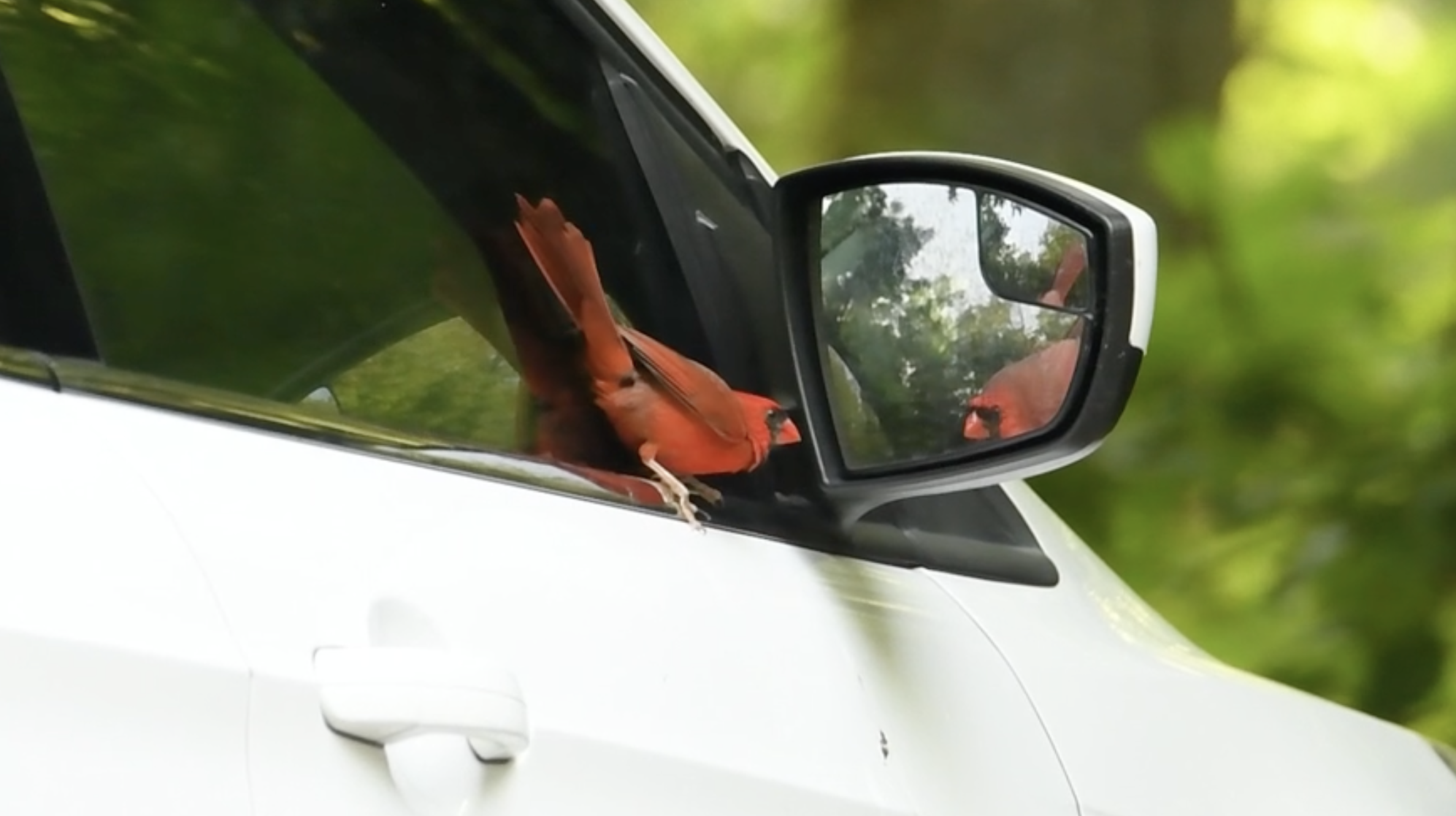 A still from a video capturing a red male cardinal staring menacingly at his reflection in the side-view mirror of a white car