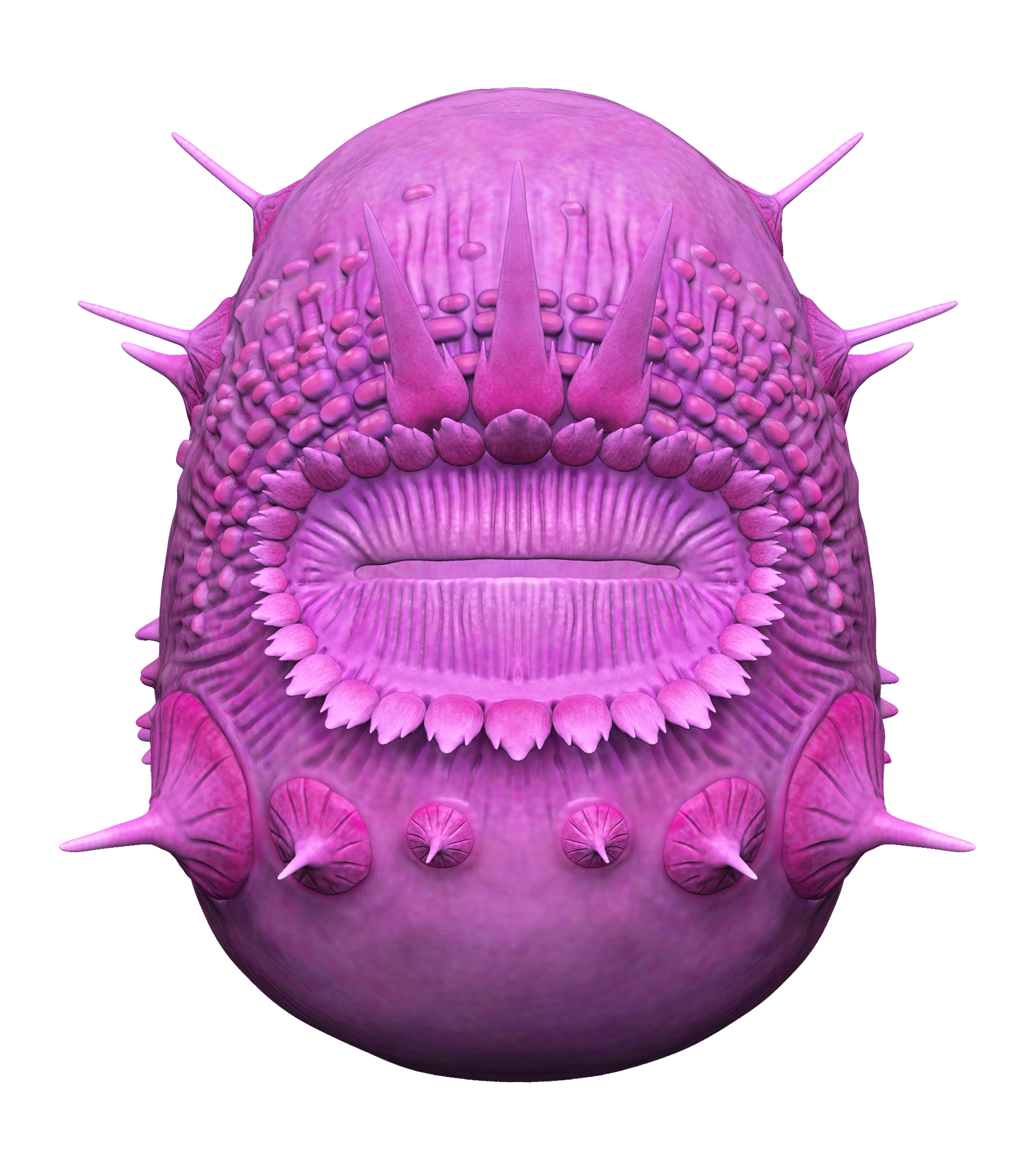 A somewhat haunting magenta sphere with what appears to be a mouth and a series of spikes. this is a reconstruction of the ancient creature Saccorhytus