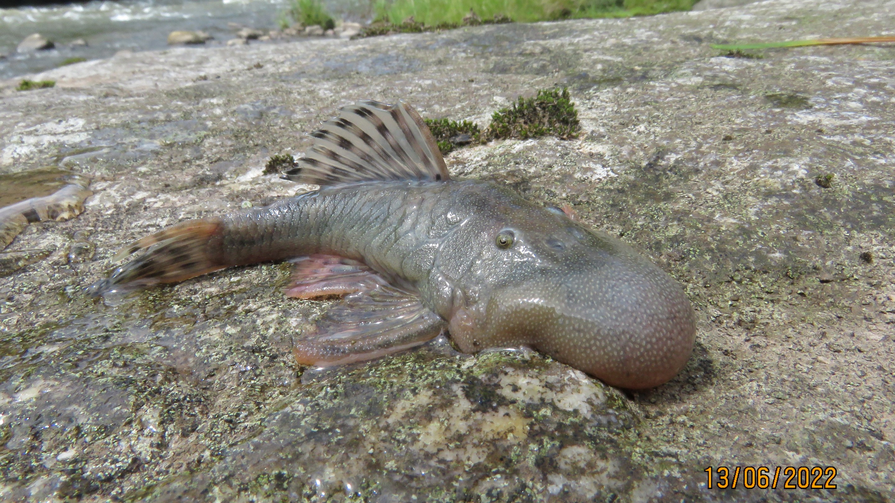 A photo of a brown armored catfish that has been named the blob-headed catfish for its extremely sizable blob-shaped face/schnoz region