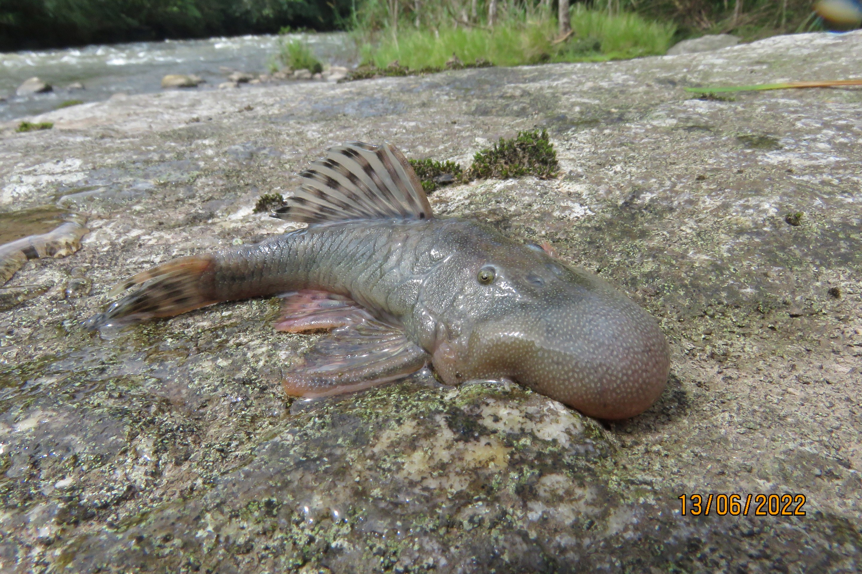 A photo of a brown armored catfish that has been named the blob-headed catfish for its extremely sizable blob-shaped face/schnoz region