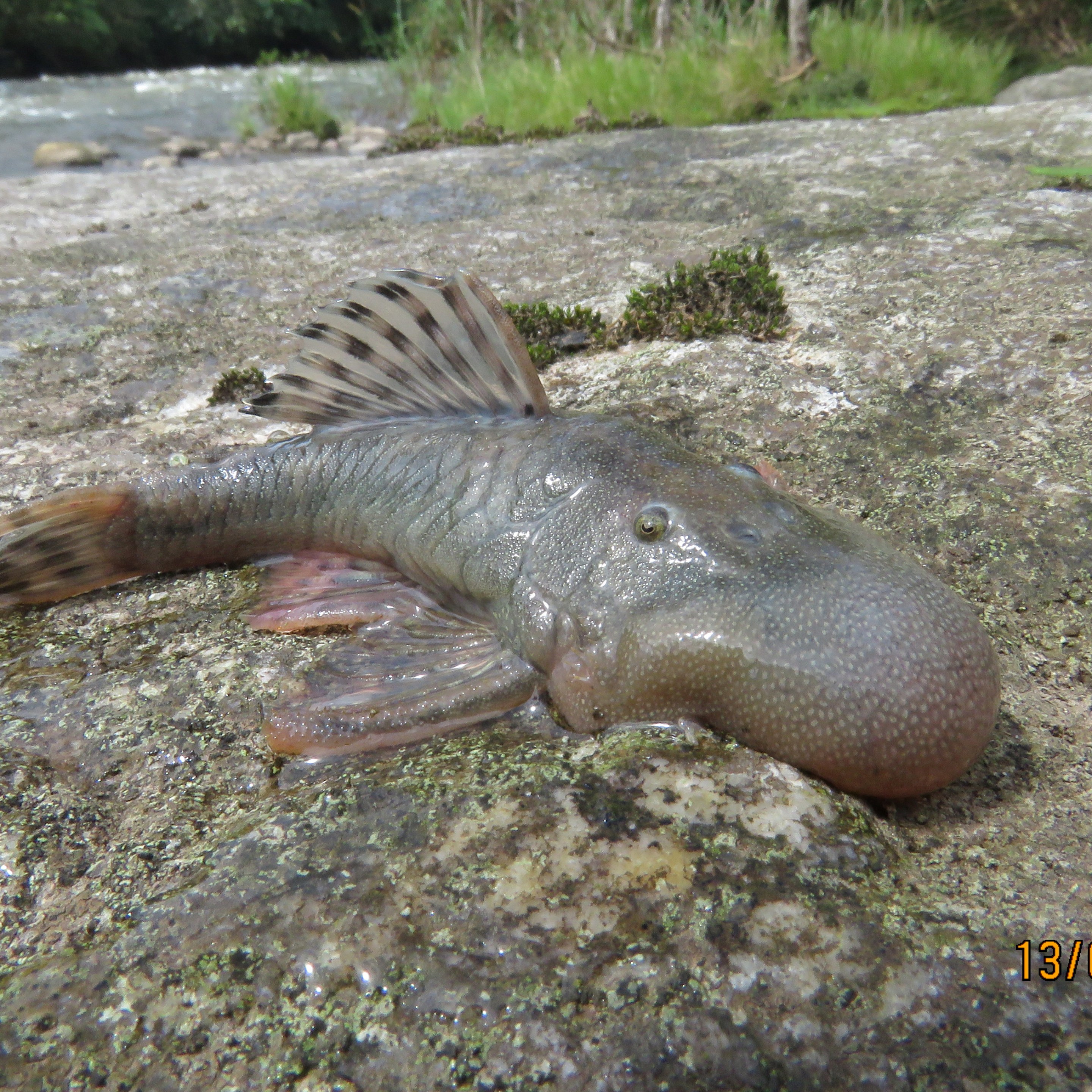 A photo of a brown armored catfish that has been named the blob-headed catfish for its extremely sizable blob-shaped face/schnoz region