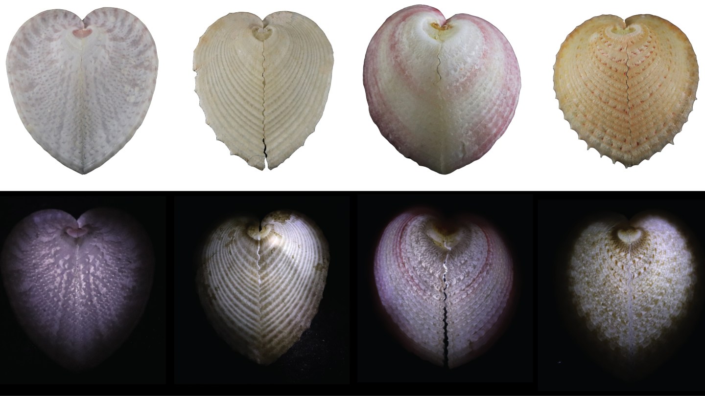 A row of four clams called heart cockles in the light, and then the same row of heart cockles in the darkness with a light illuminating the windows in their shell.