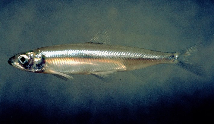 Delta Smelt (Hypomesus transpacificus) a little silver fish against a blue background