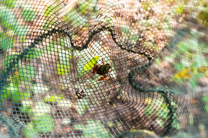 A net with a tiny cricket frog at the bottom