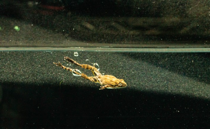 a cricket frog submerged in the water with some air bubbles after a jump