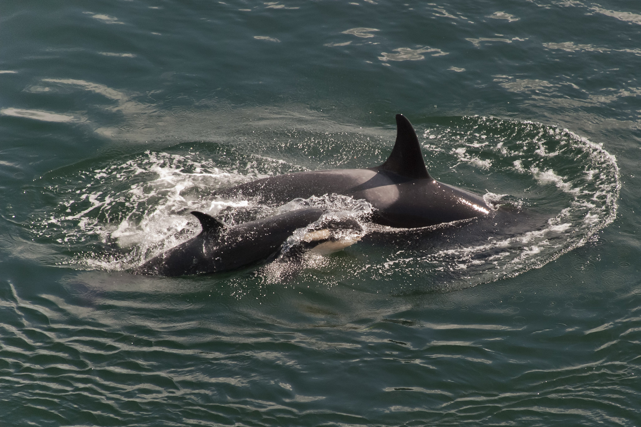 A killer whale mother with her calf