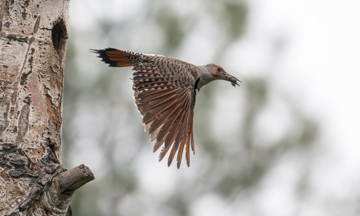 a northern flickr flying carrying a fecal sac from the nest